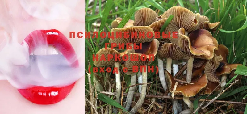 даркнет сайт  Кирсанов  Псилоцибиновые грибы Psilocybine cubensis 